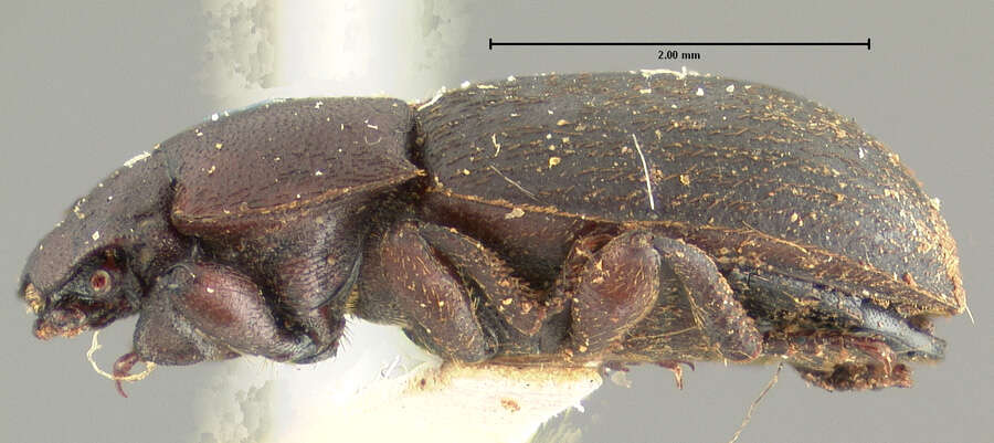 Слика од Notibius puncticollis Le Conte 1851