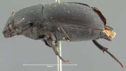 Image of Coniontis opaca Horn 1870
