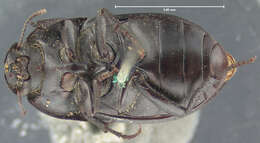 Image of Coniontis opaca Horn 1870