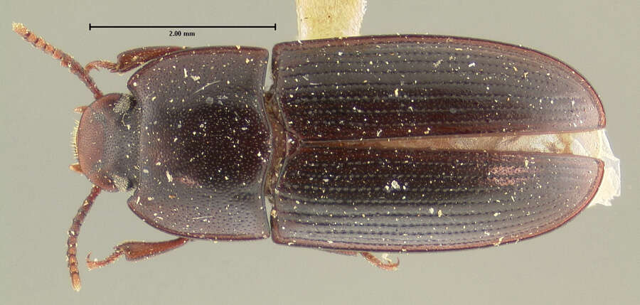 Image of Mycotrogus piceus Horn 1870