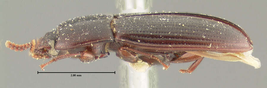 Слика од Mycotrogus piceus Horn 1870