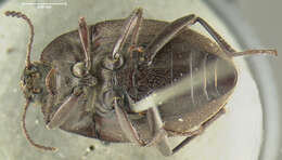 Image of Eleodes subgen. Heteropromus Blaisdell 1909