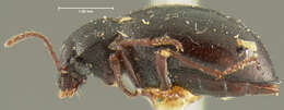 Image of Micromes ovipennis (Horn 1874)