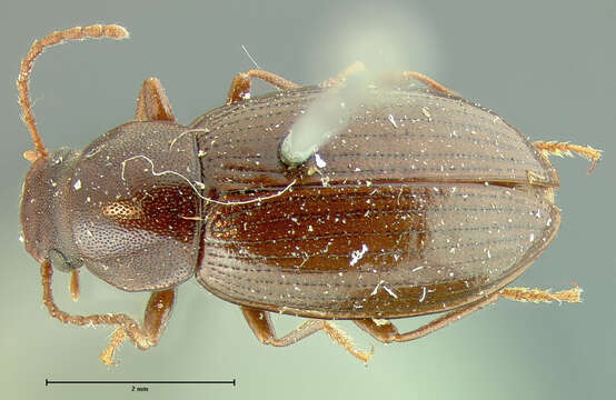 Image of <i>Helops convexulus</i>