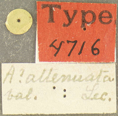 Image of Helops attenuatus (Le Conte 1851)