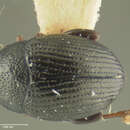 Image of Chaetocnema crenulata Crotch 1873