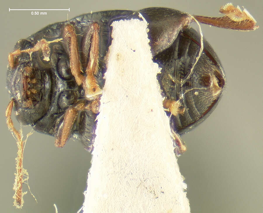 Image of Chaetocnema crenulata Crotch 1873