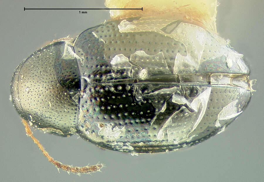 Image of Chaetocnema denticulata (Illiger 1807)