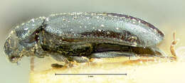 Image of Phyllotreta lewisii (Crotch 1873)