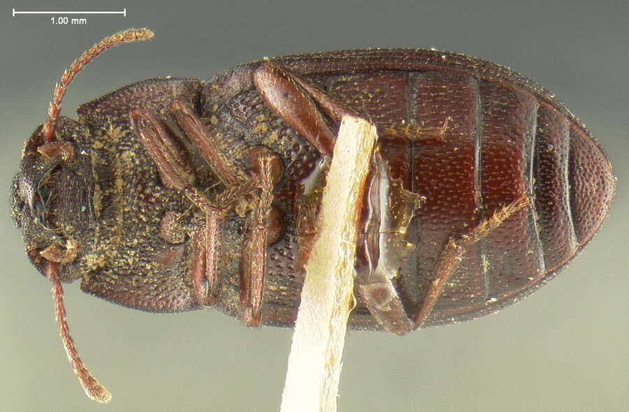 Image of Trimytis pulverea Horn 1870