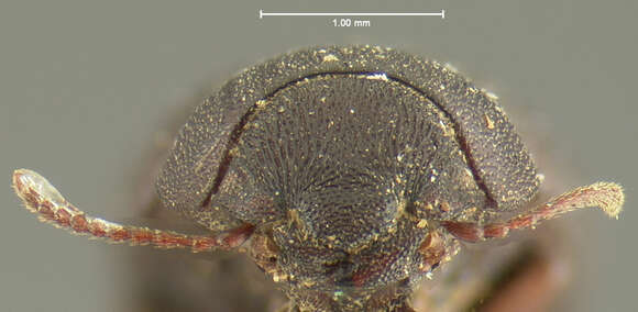 Image of Trimytis pulverea Horn 1870