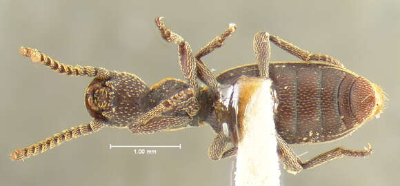 Image of Araeoschizus regularis Horn 1870