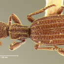 Image of Araeoschizus sulcicollis Horn 1870