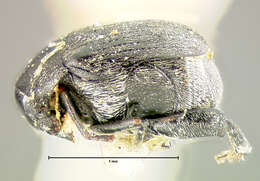 Image of Zabrotes densus Horn 1885