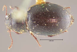 Image of Oxygonodera hispidula (Horn 1874)