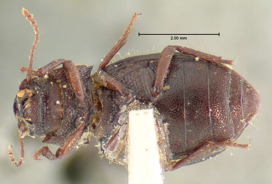 Image of Oxygonodera hispidula (Horn 1874)