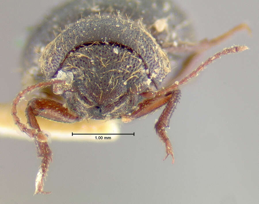 Image of Oxygonodera hispidula (Horn 1874)