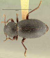 Image of Stibia puncticollis Horn 1870