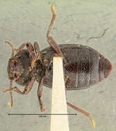 Image of Stibia puncticollis Horn 1870