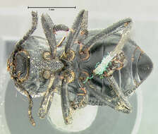 Image of Microschatia championi Horn 1893