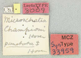 Image of Microschatia championi Horn 1893