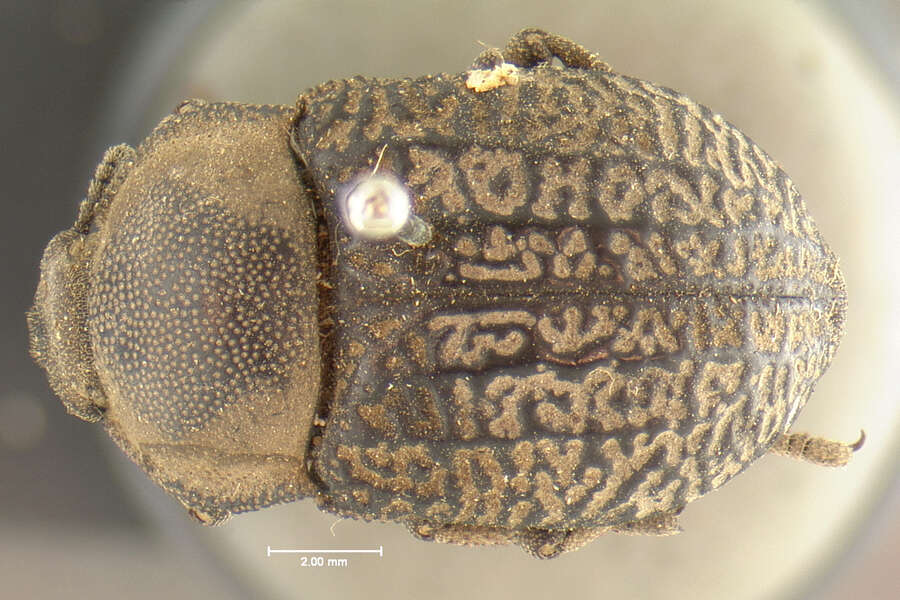 Image of Microschatia robusta Horn 1893