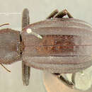 Image of <i>Trichiasida semilaevis</i>
