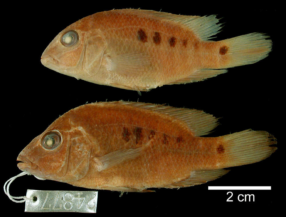 Image of Rio Grande Cichlid