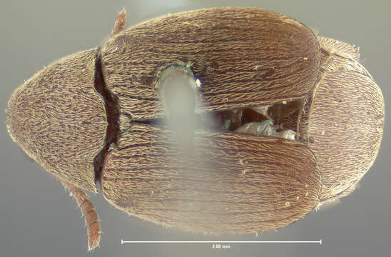 Image of Mimosestes mimosae (Fabricius 1781)