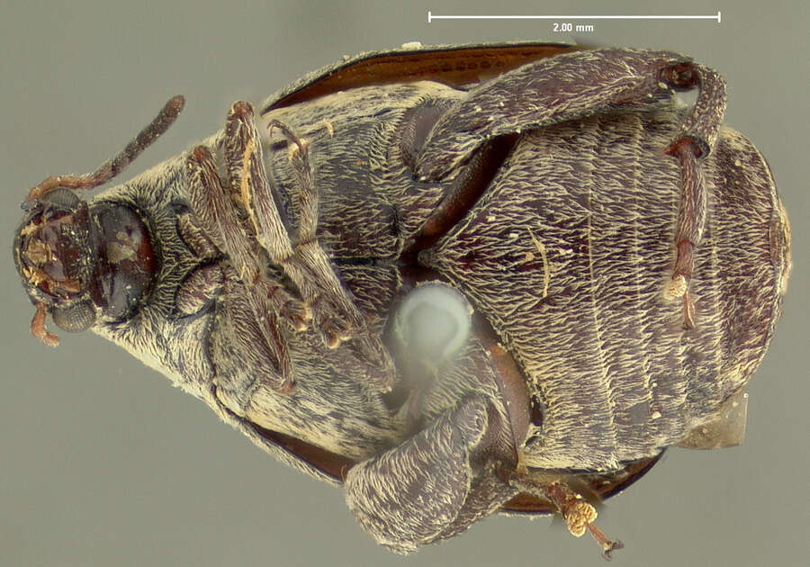 Image of Merobruchus julianus (Horn 1894)