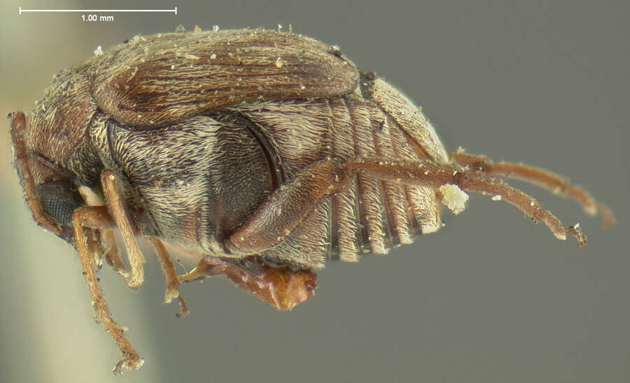 Image of Megacerus impiger (Horn 1873)