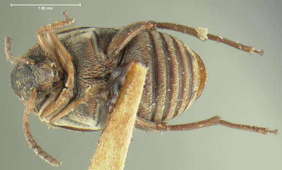 Image of Megacerus impiger (Horn 1873)