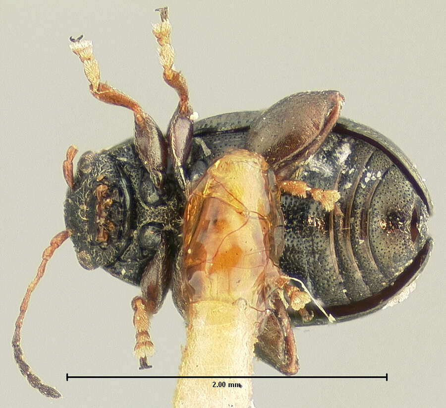 Image of Chaetocnema perturbata Horn 1889