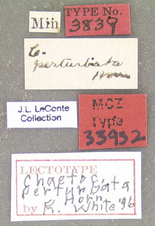 Image of Chaetocnema perturbata Horn 1889