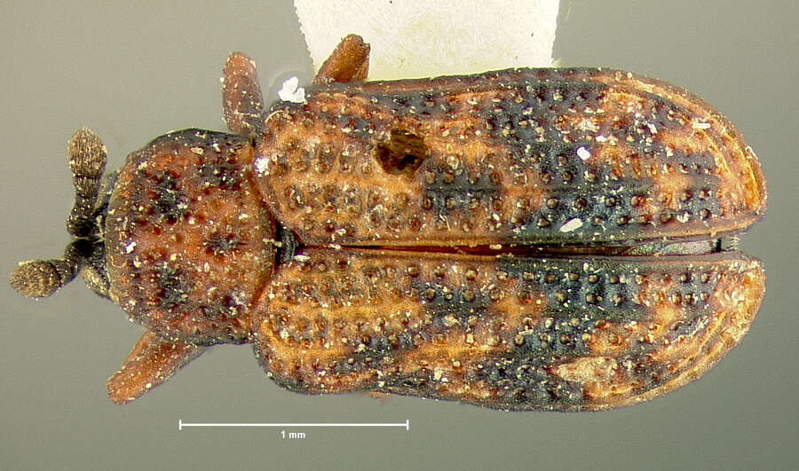 Imagem de Brachycoryna melsheimeri (Crotch 1873)