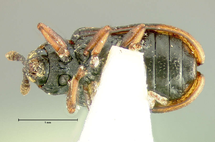 Imagem de Brachycoryna melsheimeri (Crotch 1873)