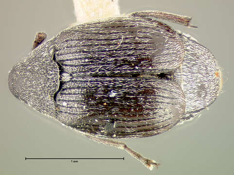 Sivun Acanthoscelides calvus (Horn 1873) kuva