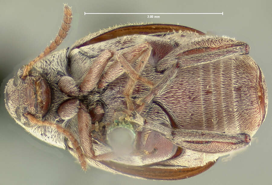 Image of Mimosestes mimosae (Fabricius 1781)