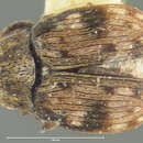 Image of Acanthoscelides bisignatus (Horn 1873)