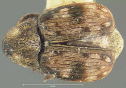 Image of Acanthoscelides bisignatus (Horn 1873)