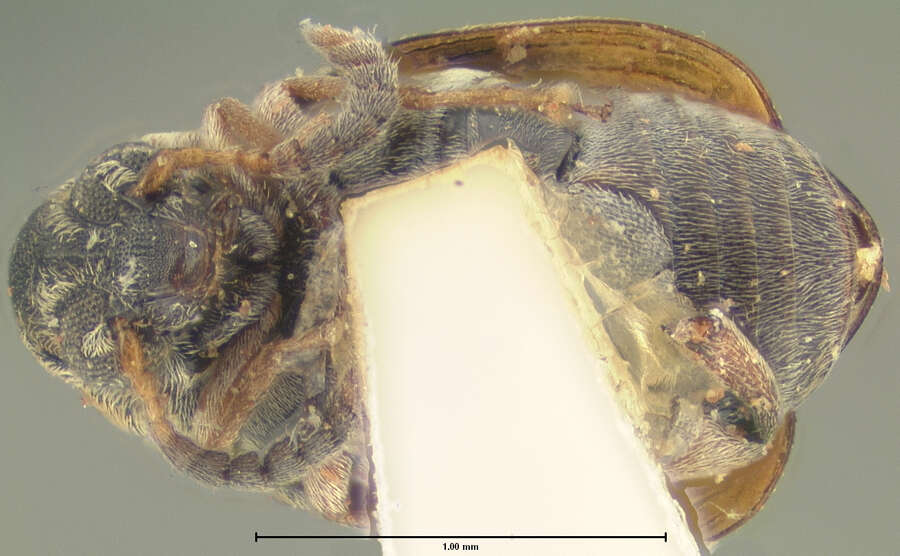 Image of Acanthoscelides bisignatus (Horn 1873)