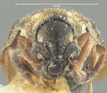 Image of Acanthoscelides bisignatus (Horn 1873)