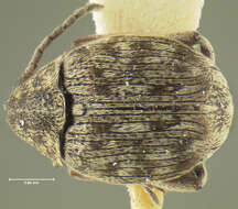 Sivun Acanthoscelides distinguendus (Horn 1873) kuva