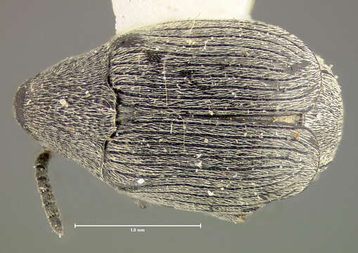 Image of Acanthoscelides fraterculus (Horn 1873)