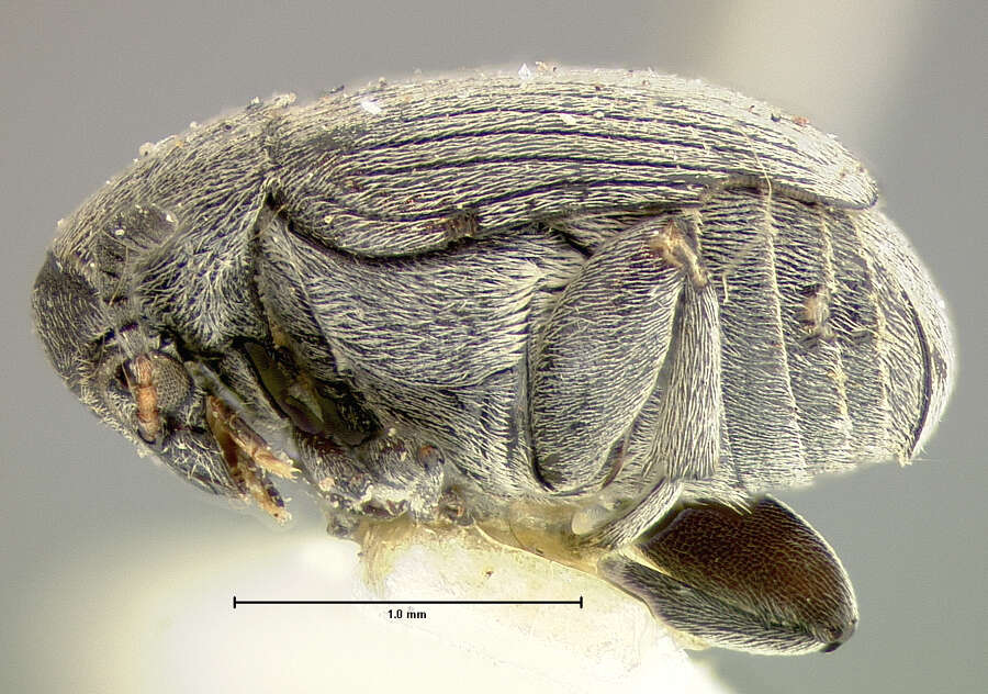 Image of Acanthoscelides fraterculus (Horn 1873)