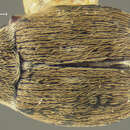 Image of Acanthoscelides mixtus (Horn 1873)