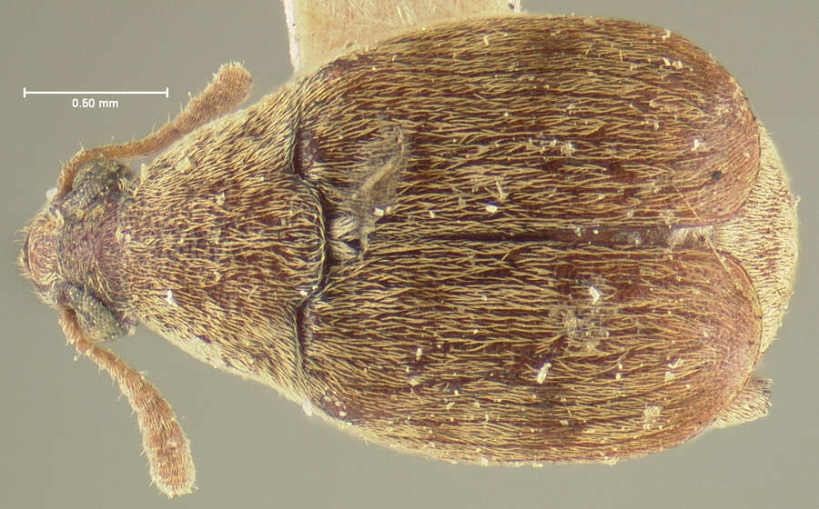 Image of Merobruchus placidus (Horn 1873)