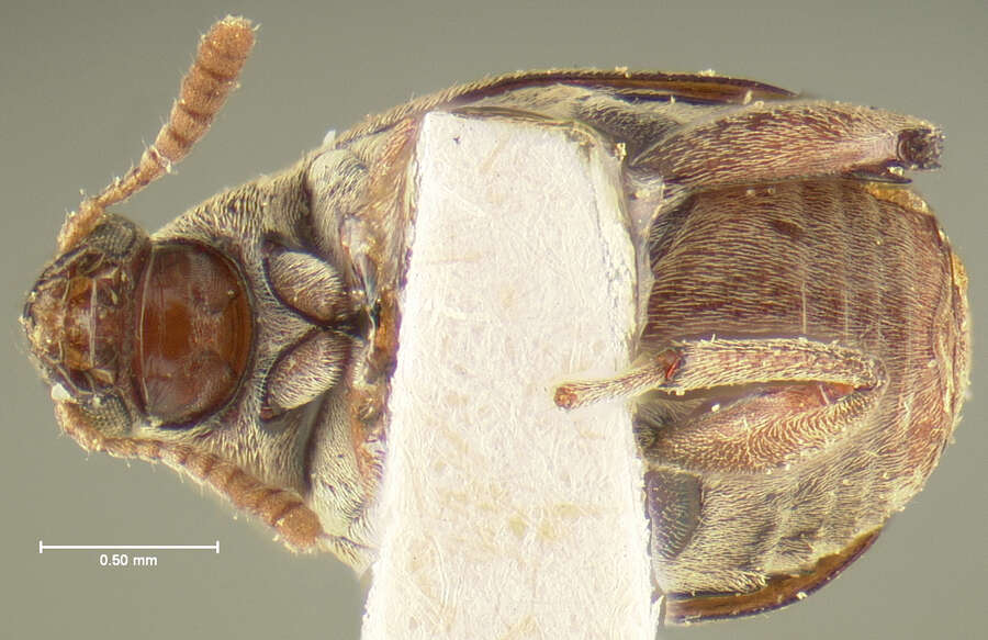 Image of Merobruchus placidus (Horn 1873)