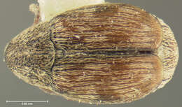 Acanthoscelides submuticus (Sharp 1885)的圖片