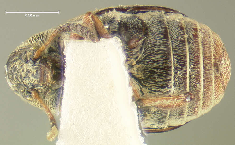 Acanthoscelides submuticus (Sharp 1885)的圖片